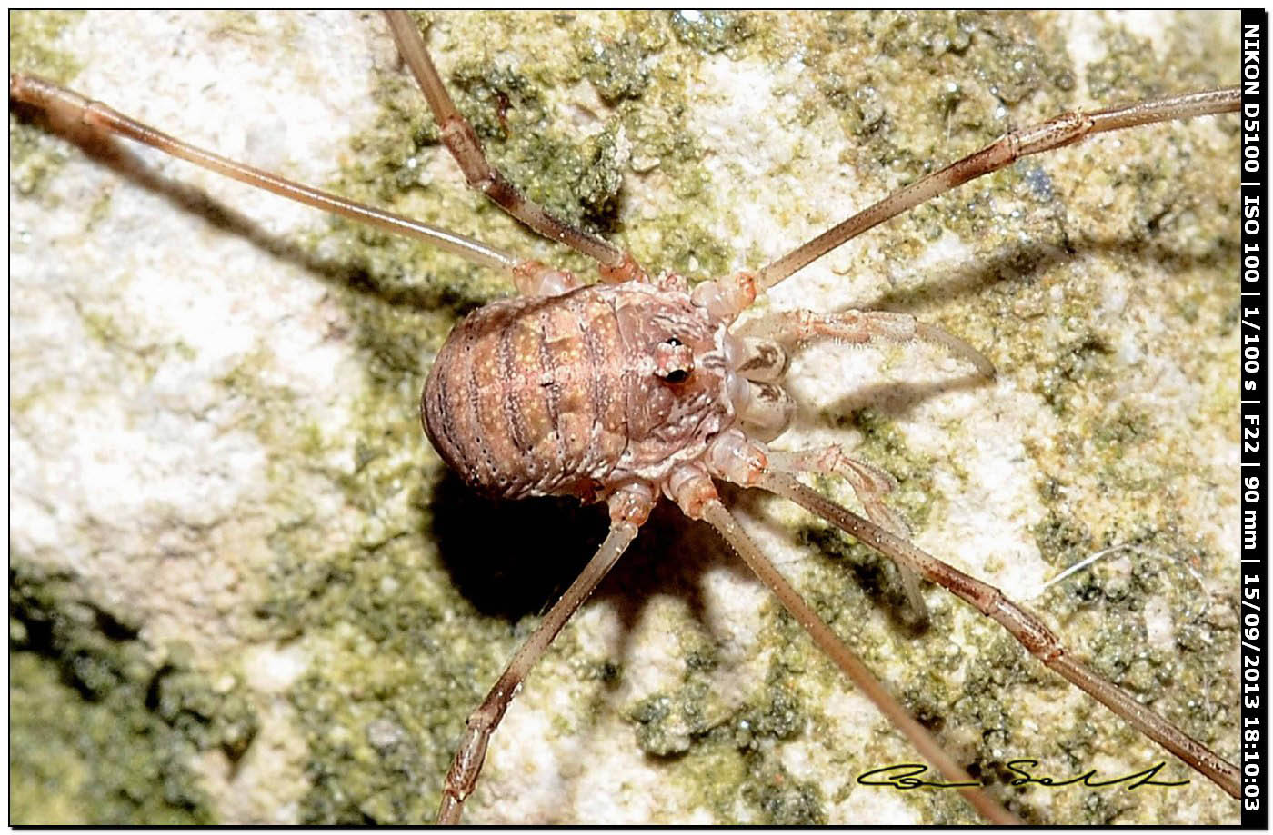 Dasylobus sp.?